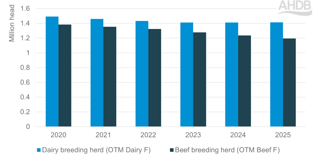GB breeding herd OTM F 1 July 2025